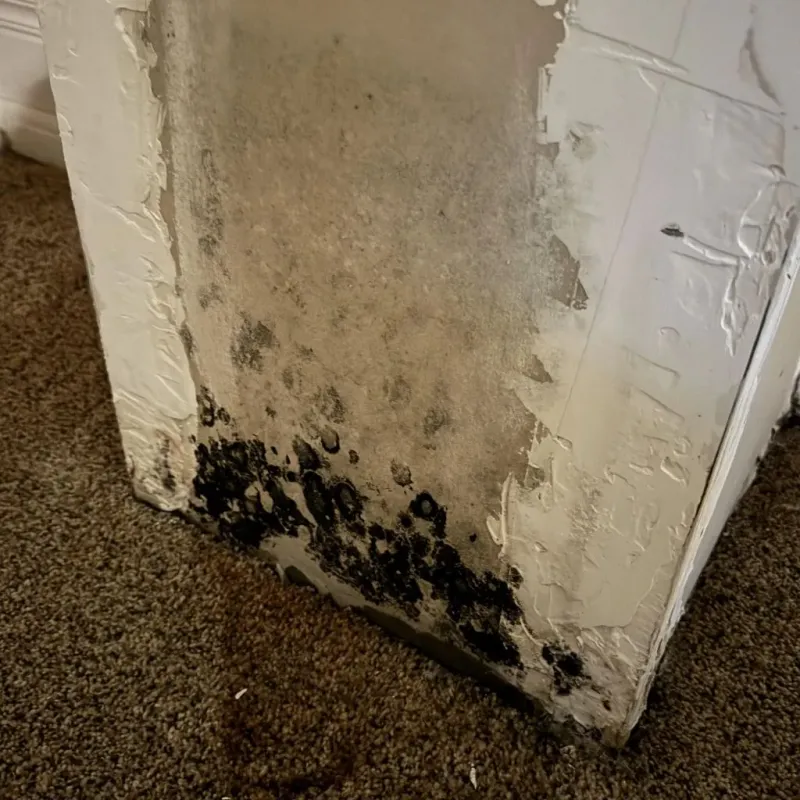 Professional Mold Removal in South Lebanon, OR